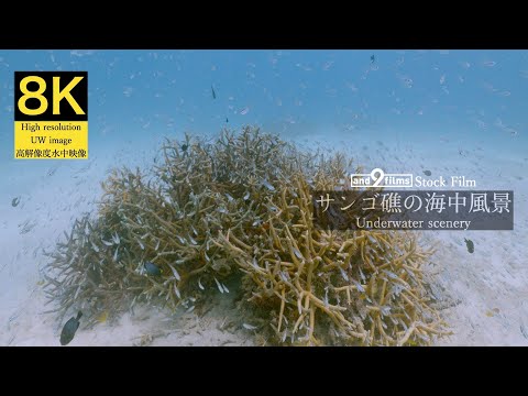 【8K 水中映像】サンゴ礁の海中風景 / Underwater scenery / Iriomotejima-island Okinawa