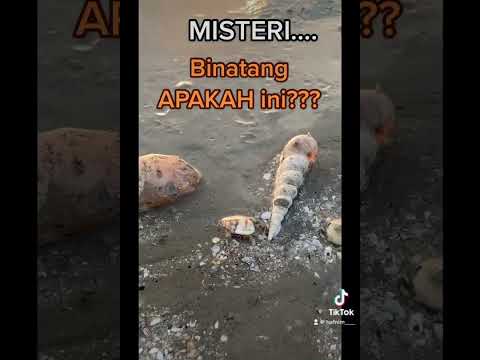 Haiwan Misteri Di Pantai Utara. Jom tengok