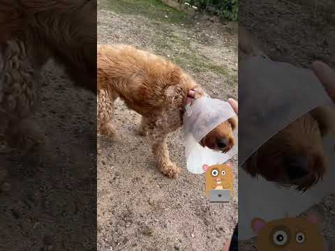 Mango Spay Update Day 9 #goldendoodle #dog #spayandneuter