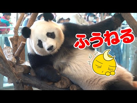 パンダふうひん😍寝る前のアイコンタクト🥺わかってるよ😂おやすみなさい🥱