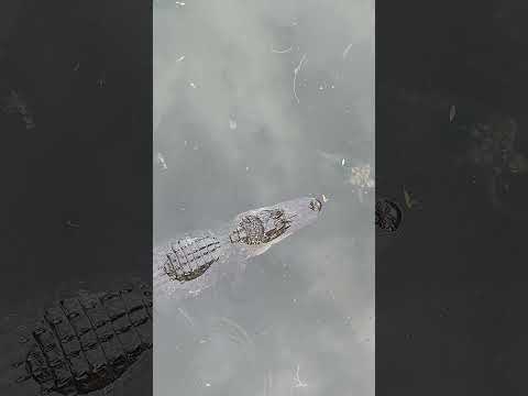 Turtle Confronts Alligator #shorts #alligator #gators