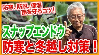 家庭菜園や農園のスナップエンドウ栽培は徹底防寒！苗をしっかり冬越しさせる秘訣とスナップエンドウの育て方！【農家直伝】