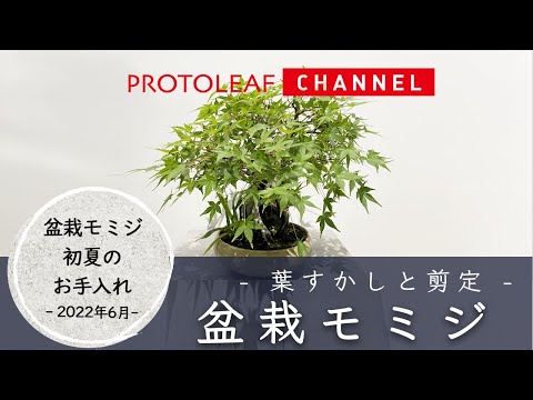 【盆栽モミジ】葉すかし・剪定　初夏のお手入れ【Acer palmatum】