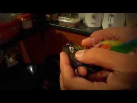 Dhooni gettin sleepy (yellow-sided green cheek conure)