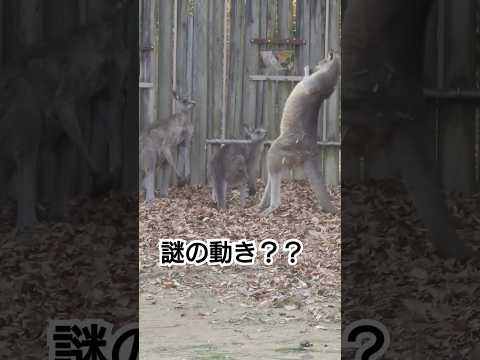 カンガルーの喧嘩！？仲裁に入るが…#shorts