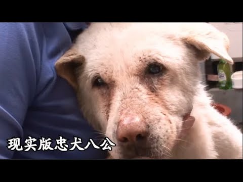 狗狗每天哭着找主人，却不知道主人已经死了。