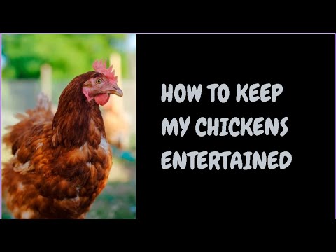 How To Keep My Chickens Entertained