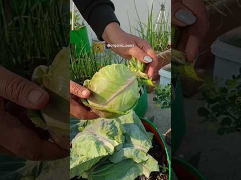 harvesting organic cabbage from my terrace garden