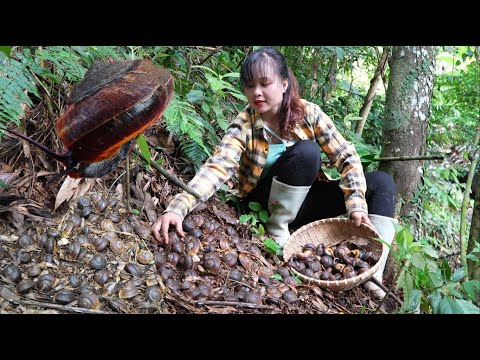 Fertilizing and caring for rice fields. Adventure in the Forest to collect wild snails to sell