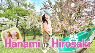 One of the best cherry blossom viewing spots in Japan! 🌸 Hirosaki Park in Aomori Prefecture