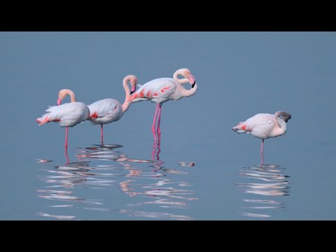 Flamingos enjoying Yuncheng Salt Lake Wetland a testament to restoration efforts