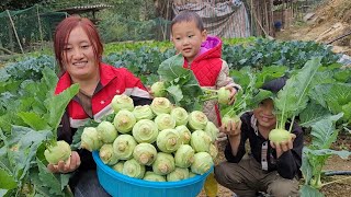 Harvesting APD ROOTS I Want to Take to the Market to Visit the Girl Far Away Who Loves Me