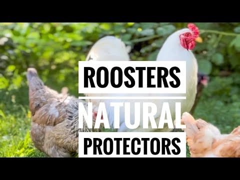 Keeping Roosters  = Good or Bad Idea?