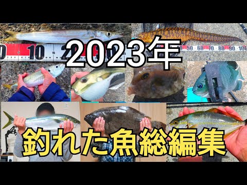 【2023年】に釣れた魚総編集、ワラサ、尺アジ、座布団ヒラメ、メーター超えウツボ、カマス…