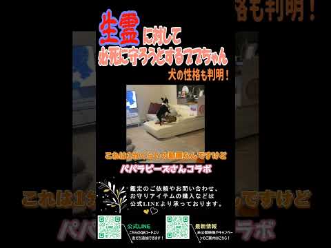 ブブちゃん（犬）の変な行動【パパラピーズコラボ①】#shorts  #パパラピーズ #タナカガ #じんじん