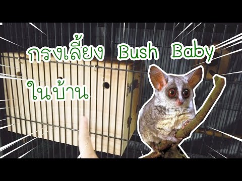 แนะนำกรงสำหรับเลี้ยง ลิงจิ๋ว บุชเบบี้ (Bush baby) แบบเลี้ยงในบ้าน