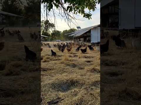 pastured poultry farm #freerangechicken