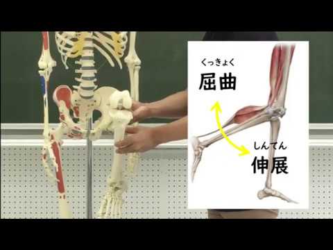 【ユメトビラ～OPEN the 理学療法】：膝関節