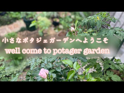 Late May Potage Garden｜ The best color leaf ｜ Rose ｜ Herbs ｜ Hydrangea ｜ Living and gardening