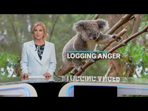 ABC News Coverage of 'Stop the Logging'