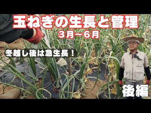 玉ねぎの生長と管理【後編】【３月～６月】【黄玉ねぎ】【赤玉ねぎ】2024年3月4日　3月23日　4月8日　4月29日　5月6日　5月19日　6月10日