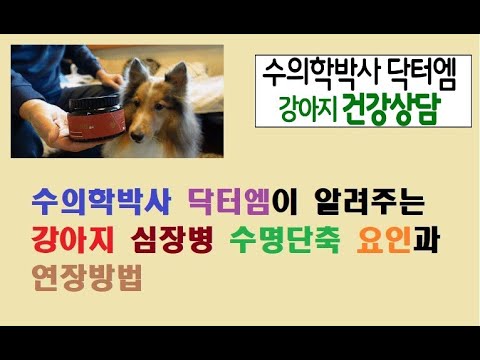 수의학박사 닥터엠이 알려주는 심장병 수명단축 요인과 연장방법!