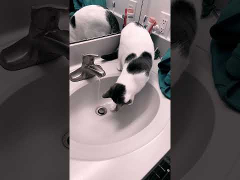 Water & Cats  #cats #funny #gameplay #catlover