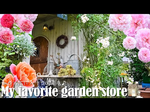 秋バラ見頃の【大人気のローズガーデン】を訪問🌹[ローズガーデンカネコさん]🪴My favorite garden store🪴