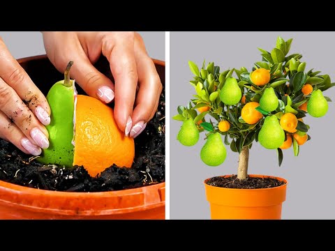 Simple Yet Genius Ideas and Hacks for Plants