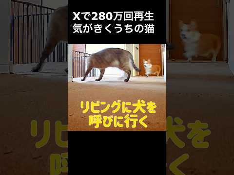 気がきくうちの猫#コギチューブ