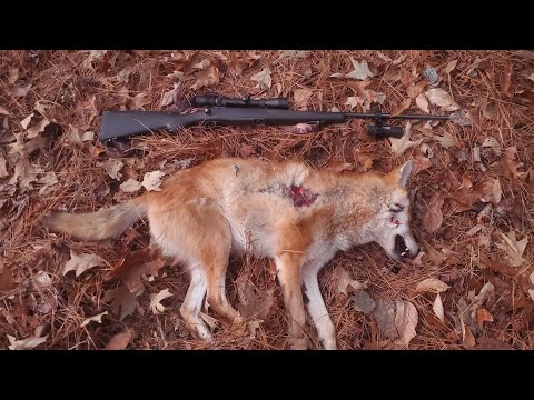 Deer Hunt Turns Into A Coyote Hunt!! Killshot!!