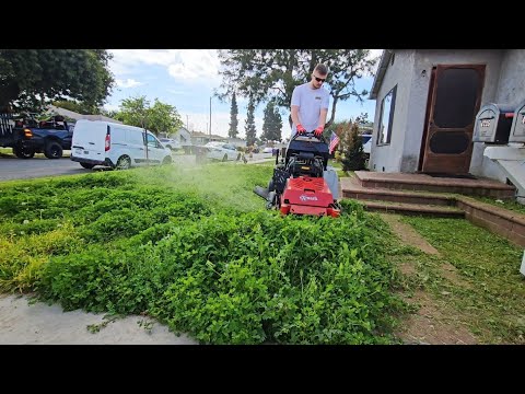 OVERGROWN Lawn INFESTED With Clover Gets A Satisfying CLEANUP