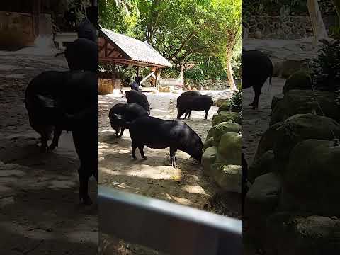 又再次來到了動物園Came to the zoo again#動物 #蘭嶼豬