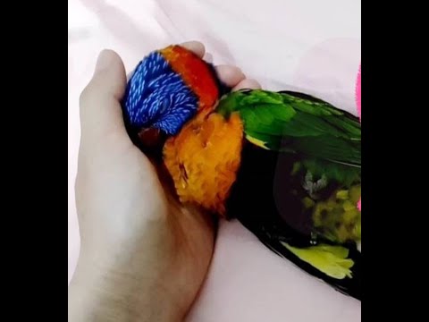 [突破鸚影#1預告]與怕人鸚鵡培養感情全實錄#shorts #parrot