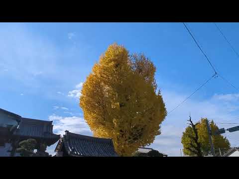 【ginkgo biloba　圓龍寺・大イチョウ】　岐阜市　2024年12月11日（水）　　Gifu-Japan