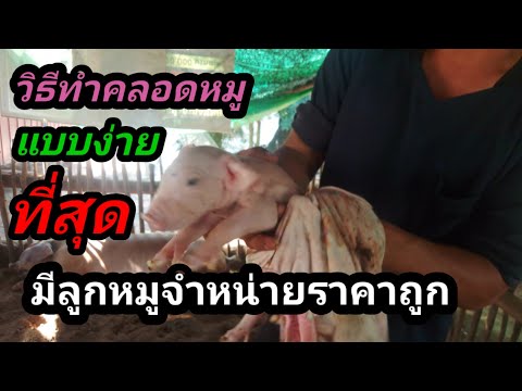 วิธีการทำคลอดหมูแบบง่ายๆ (มีหมูน้อยขายจำนวนมาก) EP75.