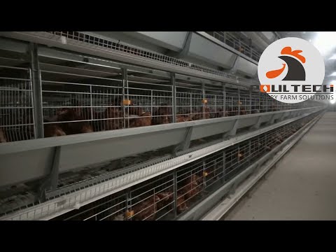 How to build 50000 Layers Shed ? Poultry Farm Equipment