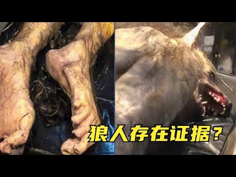 9种不敢相信其存在的狼，传说中的狼人真的存在吗？