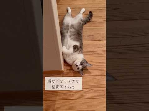 へそ天に春の訪れを感じる #ねこ動画 #保護猫 #cat #へそ天 #ことねこくらし