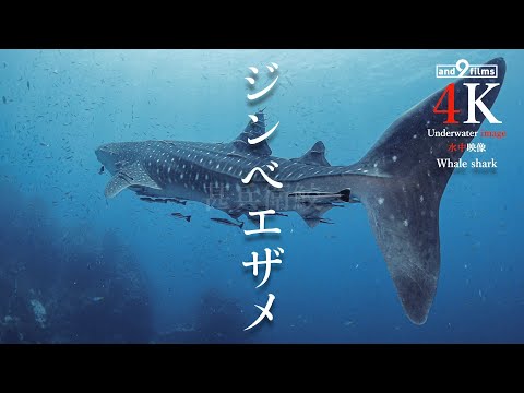 【YouTube魚図鑑 】ジンベエザメ / Whale shark