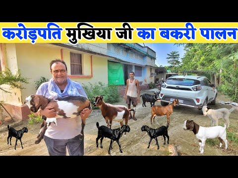 गांव की प्रधानी छोड़ क्यों कर रहे हैं बकरी पालन | Goat farm tour | #bakripalan