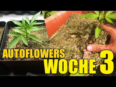 Cannabis auf dem Balkon & der Fensterbank | Woche 3