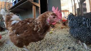 Backyard Chickens Fun Relaxing Video Sounds Noises Hens Clucking Roosters Crowing!