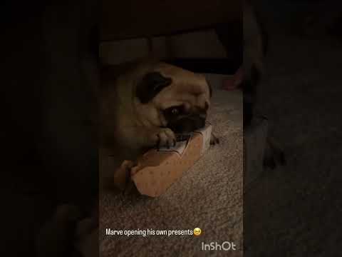 Dog opening his own presents