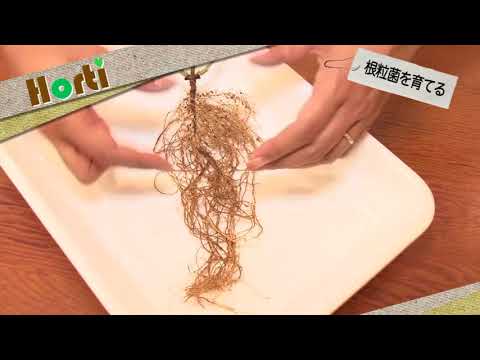 根粒菌はどうしたら増えるか？