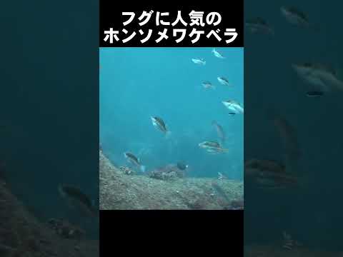 子供の集まるビューティーサロン #水中映像 #魚 #クリーニング @aquaticpro