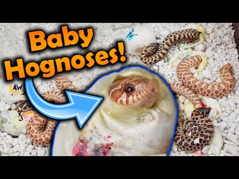 Baby Toffee Hognose Snakes Hatching!!