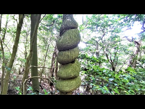 曽場ケ城山～小倉山～弥仙山㊦