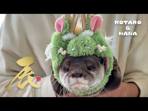 Otters’ Otter-ifically Fun New Year’s Celebration!