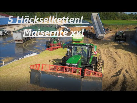 5 Häckselketten! Maisernte XXL / Maishäckseln 2022 für eine BGA in Lingen/ Emsland ( TEIL 1 )